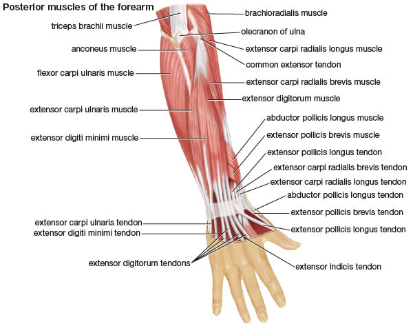 anatomy of extensor muscles of the forearm