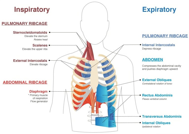 Diaphragmatic Breathing: An In-Depth Look at Techniques, Benefits, and  Applications of a Fundamental Breathing Exercise | PDF | Breathing | Lung