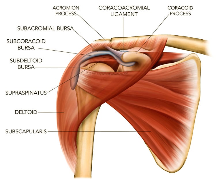 deltoid ligament shoulder