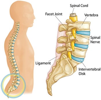 low back anatomy of lumbar spine disc, annulus, pulposus, spinal nerve and spinal cored