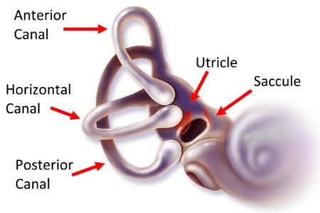 BPPV can Develop Due to Increased Hormonal Fluctuations 