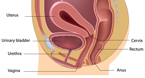 pelvic anatomy uterus vagina anus urethra