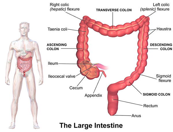 anatomy-of-the-colon